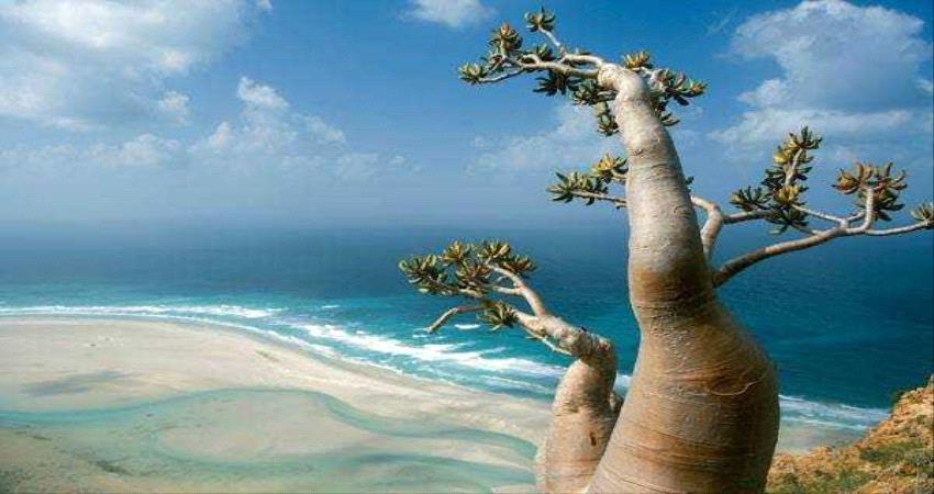 برغم الحرب.. اليمن يفوز بجائزة عالمية
