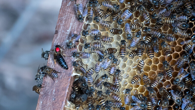 علماء يكشفون كيف يحمي النحل خلاياه من العدو العملاق؟