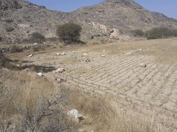 نفوق حيوانات في البيضاء