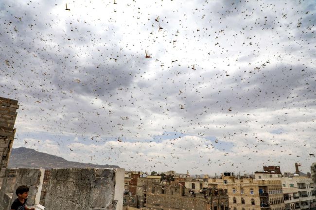 الجراد في اليمن